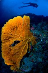 Taken in Palau with a borrowed 10.5 by Tom Meyer 